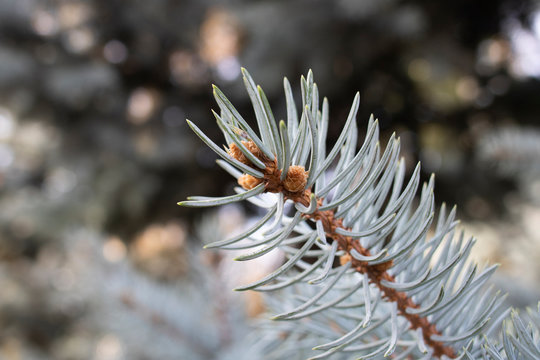 Close-up photo of the leaves of the blue spruce tree. From the pine family. Close up.