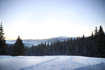 Picturesque view of conifer forest covered with snow on winter day