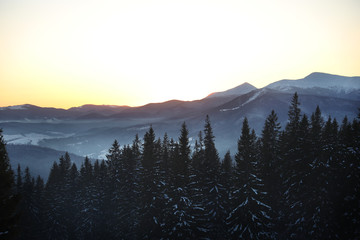 Obraz premium Picturesque view of conifer forest covered with snow at sunset