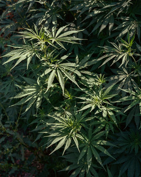wild hemp