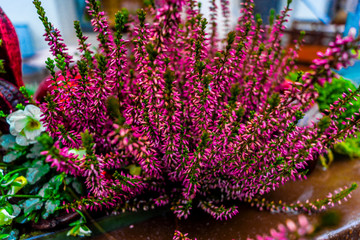 Blooming colorful heather in the meadow.
