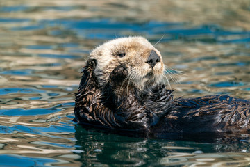 Sea otter grooming itself in utter relaxation
