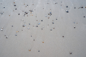 Gros plan sur des coquillages dans le sable d'une plage à marée basse
