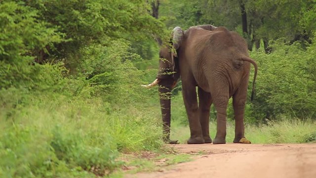 Elephant Defecating on Road in Kruger National Park 