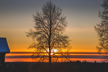 Tree branches form a beautiful pattern against the setting sun