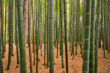 Bamboo Forest, Kyoto, Japan
