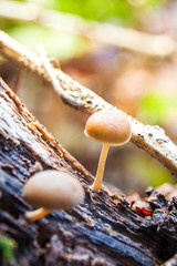 Small Light Brown Mushrooms Growing on a Tree Bark in Forest at Fall