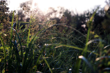 Wild summer grass growing on sunny meadow.