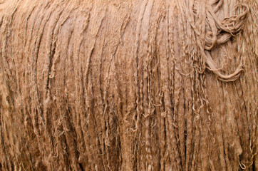 Alpaca's fur closeup