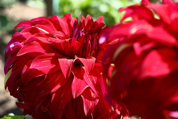 Two large flowers dahlias with red petals created a bright flower background.