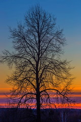 Fototapeta na wymiar Tree branches form a beautiful pattern against the setting sun