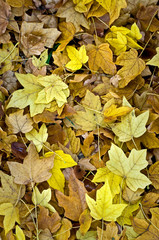 Colorful fallen autumn leaves form natural abstract patterns on the forest floor.