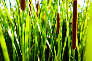 Fluffy reed of Typha Bulrush movement under the wind in autumn light, countryside swampy meadow. © PhoenixNeon