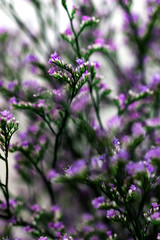 Obraz premium Elegant macro closeup of Limonium flower also known as sea-lavender, statice, caspia or marsh-rosemary.