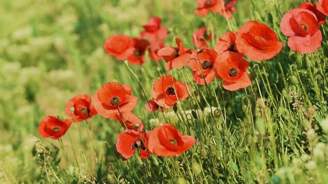Blooming poppy field (Papaver Rhoeas) in the wind and bumble-bee flying