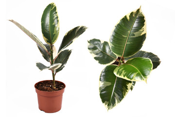 Full side and top view of tropical 'Ficus Elastica Variegata' rubber tree house plant isolated on white background