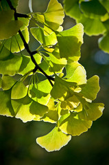 Ginkgo leaves glowing in soft autumn light.