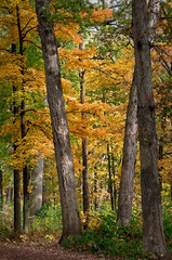 Obraz premium Maple trees show off their golden autumn colors in a Midwest woodland.