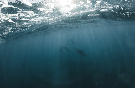 playful dolphins