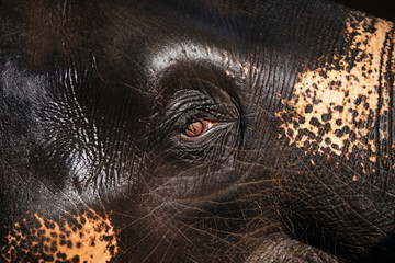 Beautiful Elephant's Eye with Wet Skin