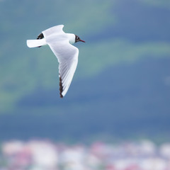  seagull flies high in the sky