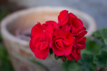 Red flowers in the garden