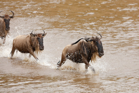 Wildebeest