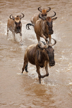 Wildebeest