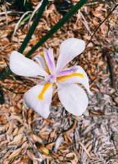 Beautiful white Iris flower and leaf