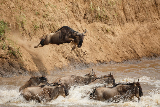 Wildebeest