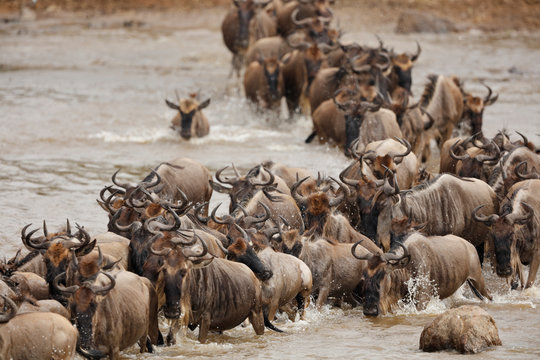 Widebeest Crossing