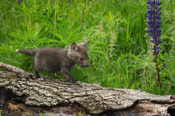 Red Fox (Vulpes vulpes) Kit Walks Across Log Summer