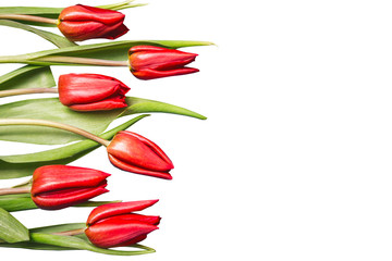 Red tulips isolated on white. Bouquet gift for mothers day. Vibrant flowers women day empty copy...