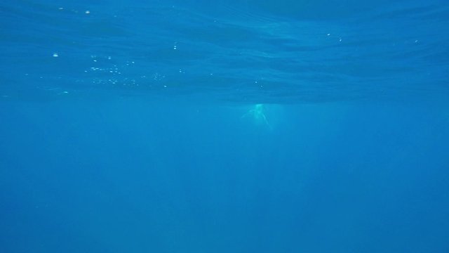 underwater humpback mother with calf jumping and swimming by / Comoros islands/ Moheli