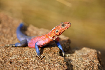 Common Agama