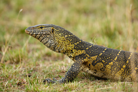 Nile Monitor