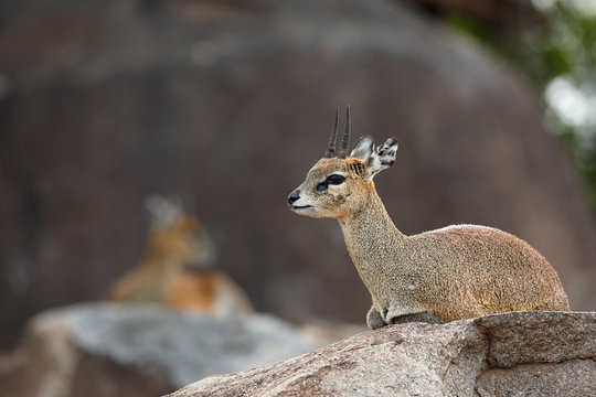 Klipspringer