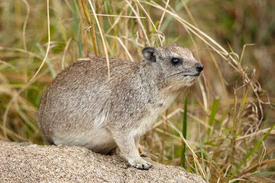 Rock hyrax