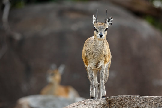 Klipspringer