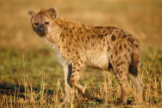 Spotted Hyena
