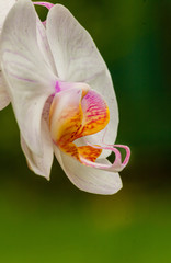 orchid in the morning