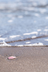 桜貝と波