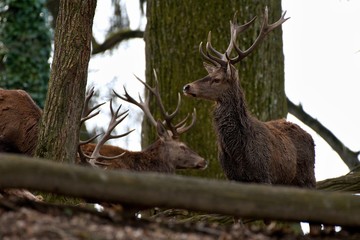 Red deer (Cervus elephus) in natural environment, Carpathian forest, Slovakia, Europe