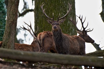 Red deer (Cervus elephus) in natural environment, Carpathian forest, Slovakia, Europe