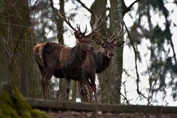 Red deer (Cervus elephus) in natural environment, Carpathian forest, Slovakia, Europe