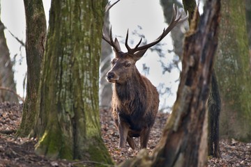 Red deer (Cervus elephus) in natural environment, Carpathian forest, Slovakia, Europe