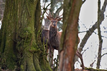 Red deer (Cervus elephus) in natural environment, Carpathian forest, Slovakia, Europe
