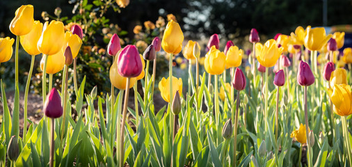 yellow and purple tulips
