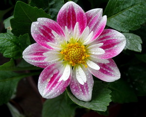 pink flower in the garden