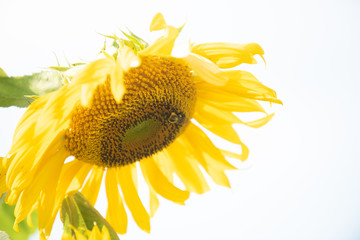 High key yellow sunflower